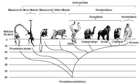 Como era o ancestral comum dos humanos e macacos? - Canaltech